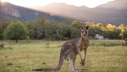 Victorias best wildlife hotspots COVER