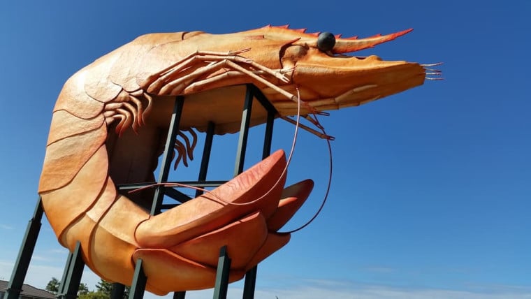 melbourne-to-cairns-big-prawn