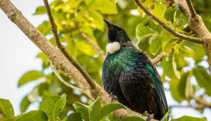 6 of the best places to see wildlife in New Zealand COVER