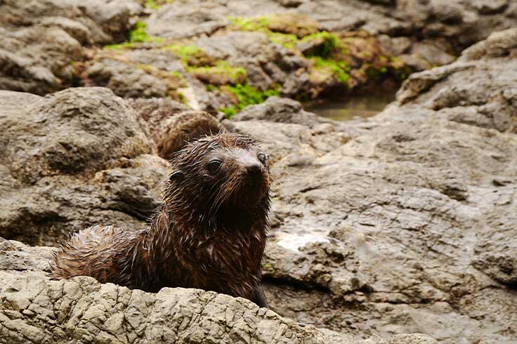 Seal pup sun bathing on rocks in Kaikoura