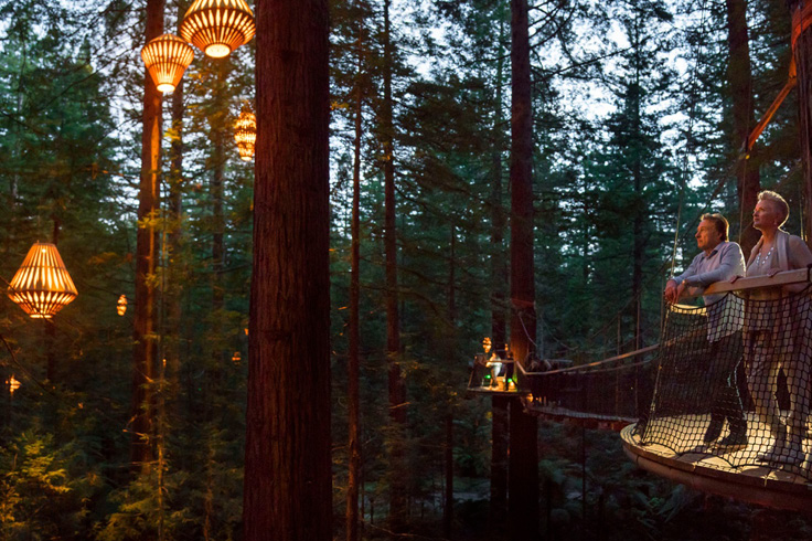 The Redwoods at night