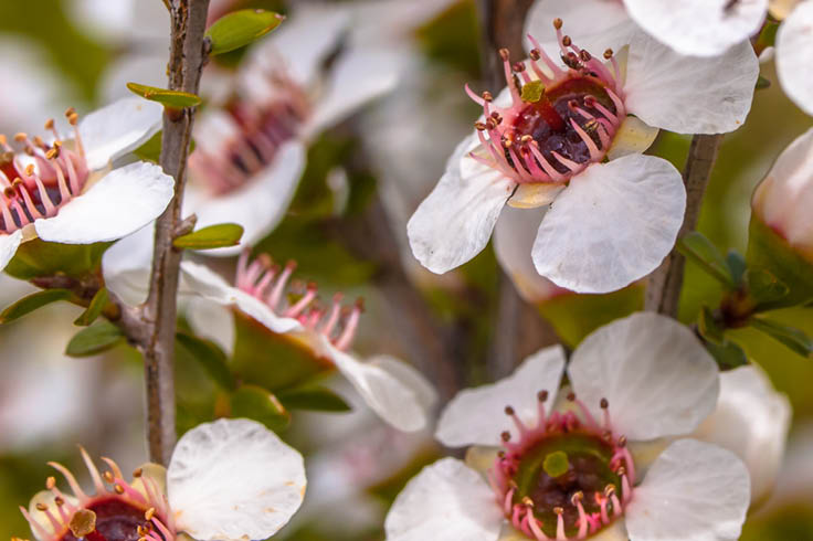 Pink flowers