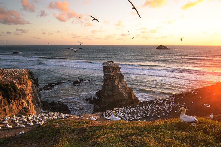 Gannet colony