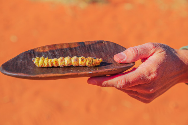 Witchetty Grub